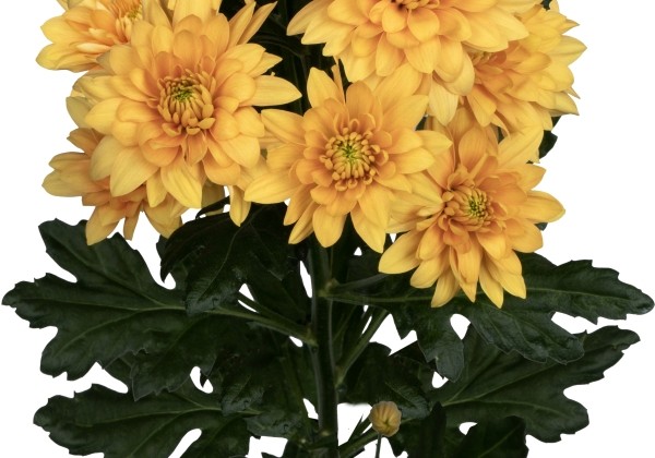 Chrysanthemum, daudzziedu Pastela Orange