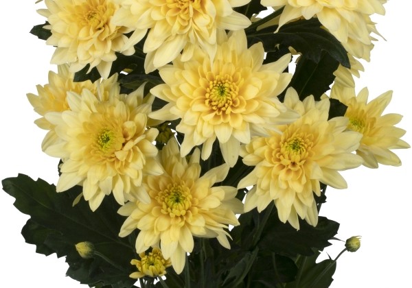 Chrysanthemum, daudzziedu Pastela Peach