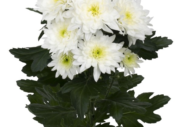 Chrysanthemum, daudzziedu Pastela White