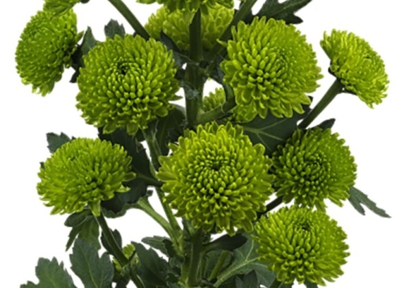 Chrysanthemum, daudzziedu Peptalk