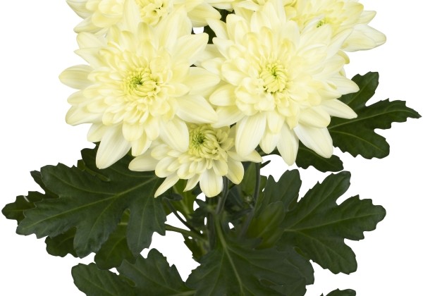 Chrysanthemum, daudzziedu Pina Colada Cream