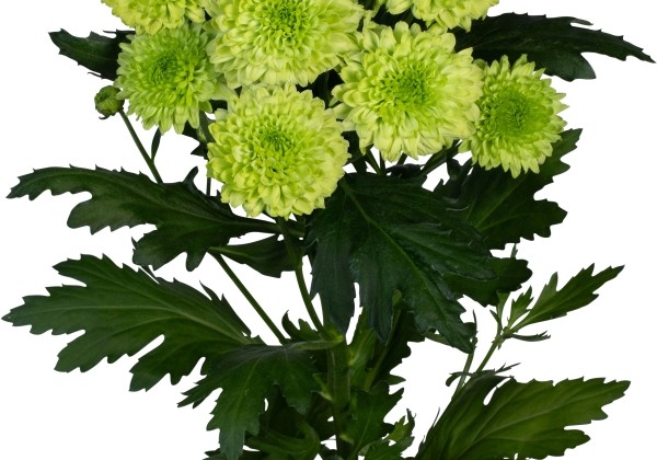 Chrysanthemum, daudzziedu Pitch