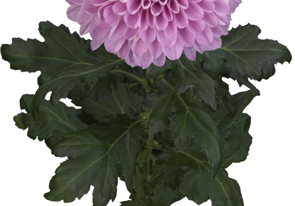 Chrysanthemum, lielziedu Playtime