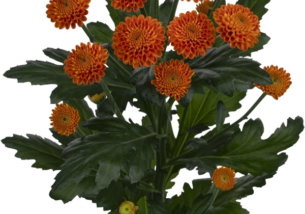 Chrysanthemum, daudzziedu Pluto