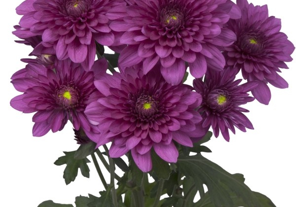 Chrysanthemum, daudzziedu Podolsk Purple