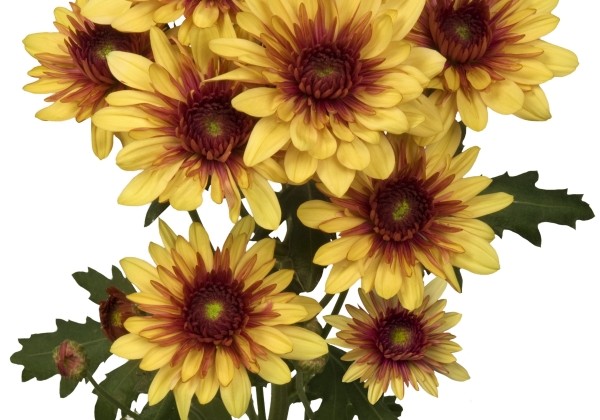 Chrysanthemum, daudzziedu Podolsk Yellow