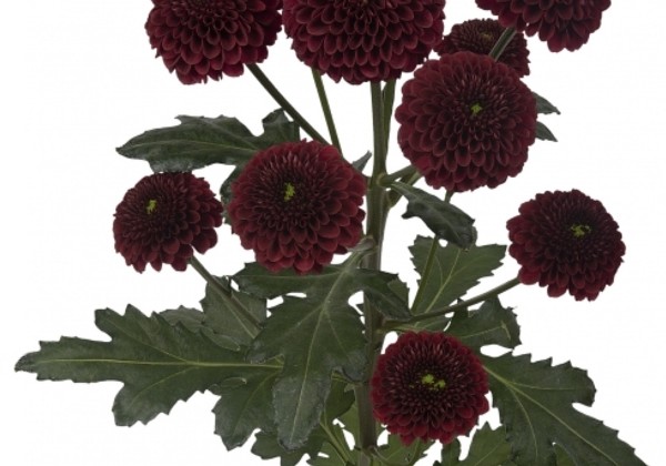 Chrysanthemum, Santini Purpetta Red