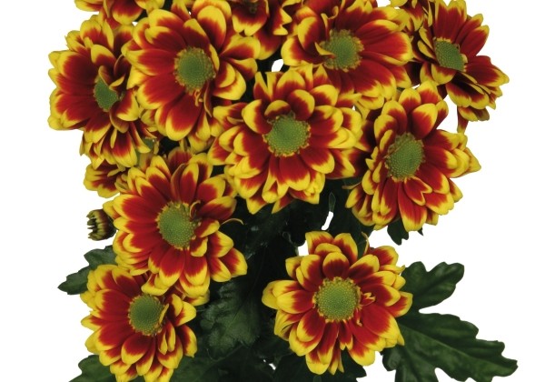 Chrysanthemum, daudzziedu Raisa
