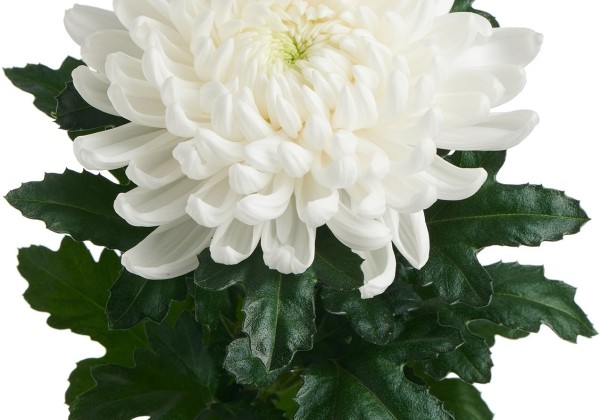 Chrysanthemum, lielziedu Rebonnet
