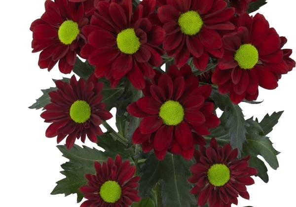 Chrysanthemum, daudzziedu Redbone