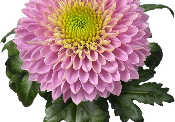 Chrysanthemum, lielziedu Souvenir