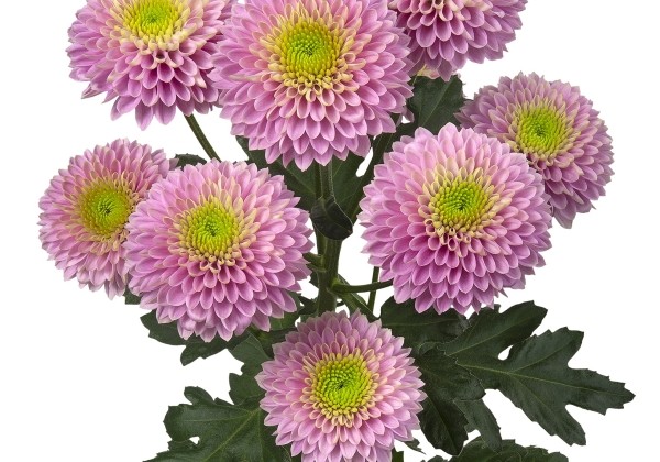 Chrysanthemum, lielziedu Souvenir