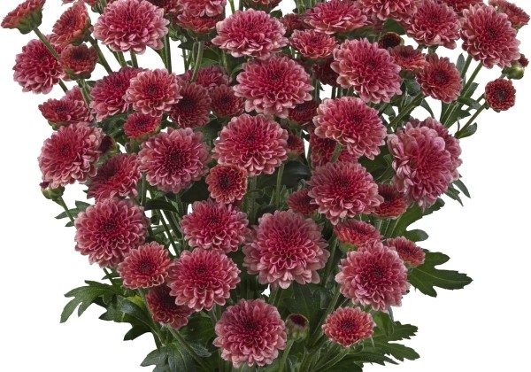 Chrysanthemum, Santini Tyolo Cherry