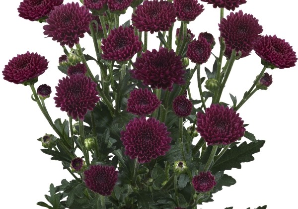 Chrysanthemum, Santini Tyolo Purple