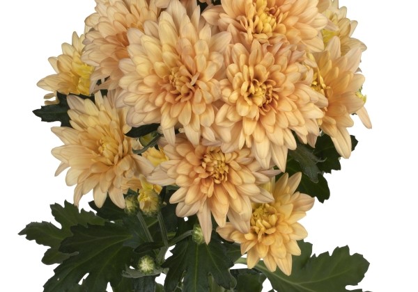 Chrysanthemum, daudzziedu Veronica Salmon