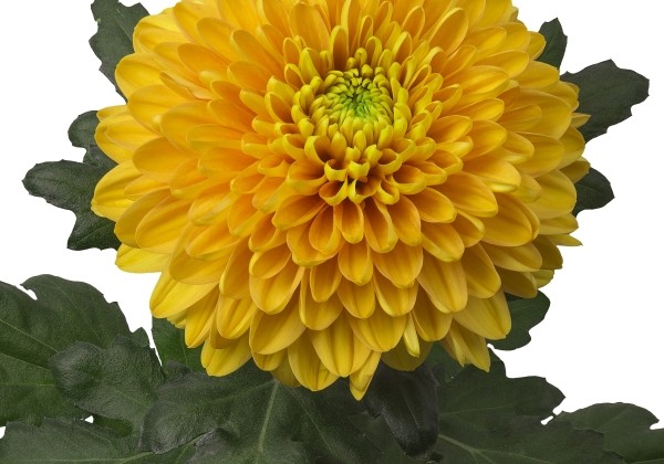 Chrysanthemum, lielziedu Willem Orange