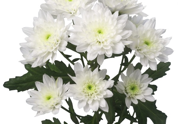 Chrysanthemum, daudzziedu Zehnya