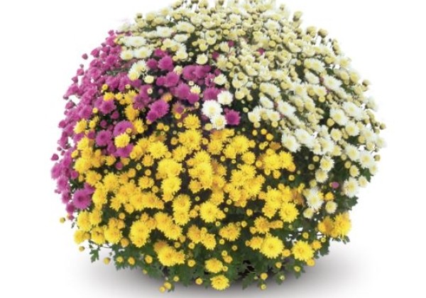 Chrysanthemum multiflora Jasoda Trio Mix 4 (Quick-Line)