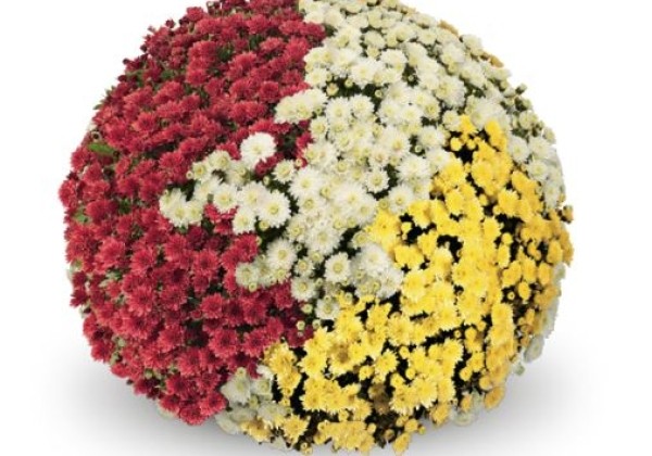 Chrysanthemum multiflora Jasoda Trio Mix 5 (Quick-Line)
