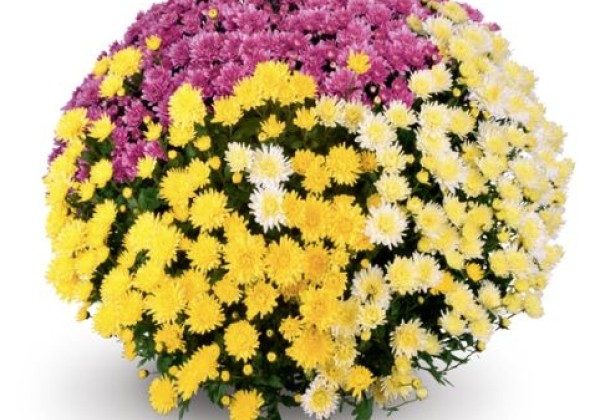 Chrysanthemum multiflora Belgian Mums Murano Trio Mix (Classic-Line)