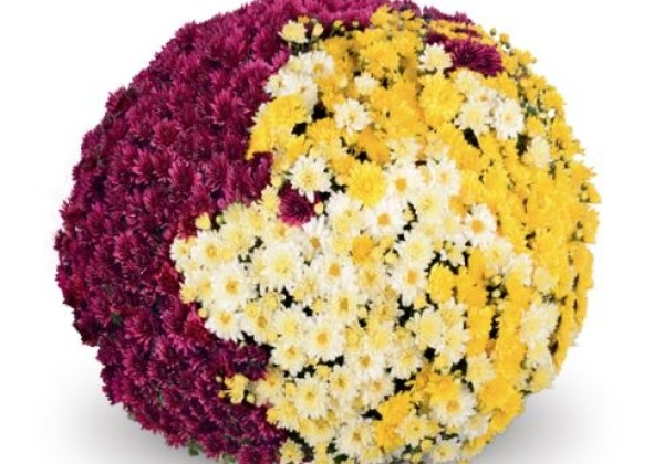 Chrysanthemum multiflora Belgian Mums Sicardo Trio Mix 3 (Quick-Line)