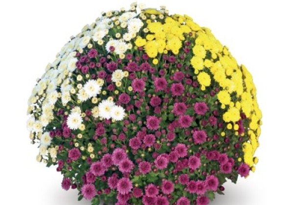 Chrysanthemum multiflora Belgian Mums Staviski Trio Mix 1 (Quick-Line)