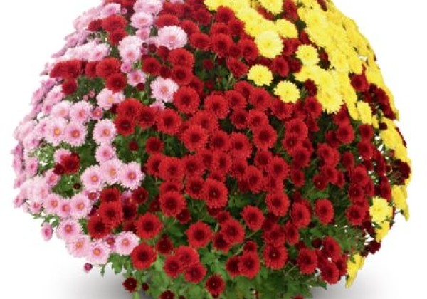 Chrysanthemum multiflora Belgian Mums Staviski Trio Mix 2 (Quick-Line)