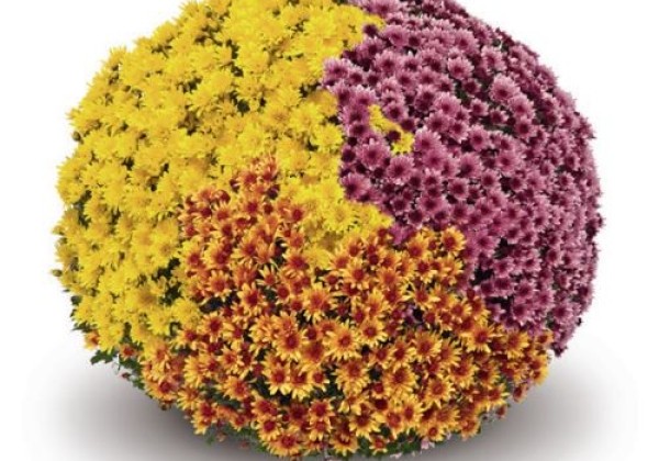 Chrysanthemum multiflora Guarini Trio Mix 2 (Classic-Line)