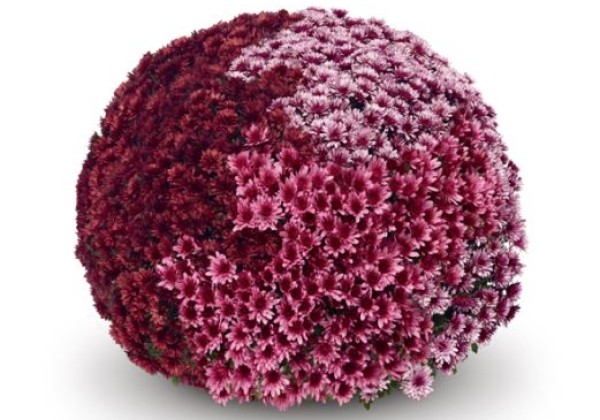 Chrysanthemum multiflora Aduro Trio Mix 1 (Quick-Line)