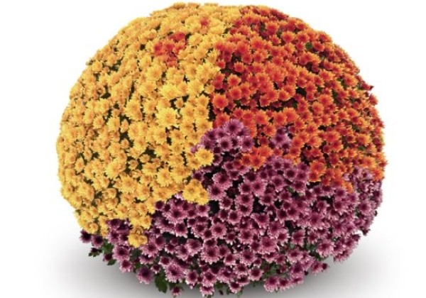 Chrysanthemum multiflora Belgian Mums Vigorelli Trio Mix (Classic-Line)