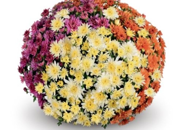 Chrysanthemum multiflora Fonti Trio Mix 1 (Summer- Line)