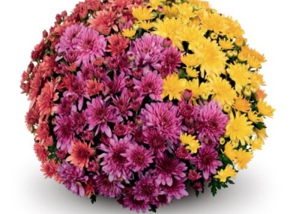 Chrysanthemum multiflora Fonti Trio Mix 2 (Summer- Line)
