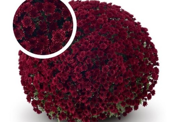 Chrysanthemum multiflora Belgian Mums Vigorelli red