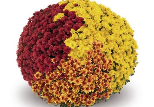Chrysanthemum multiflora Guarini Trio Mix 1 (Classic-Line)