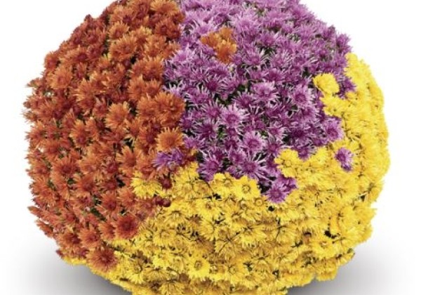 Chrysanthemum multiflora Belgian Mums Tekoko Trio Mix (Summer- Line)