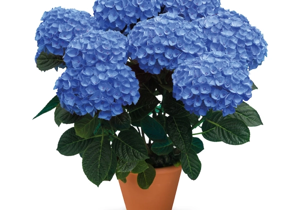 Hydrangea macrophylla Originals Anda (14 cm)
