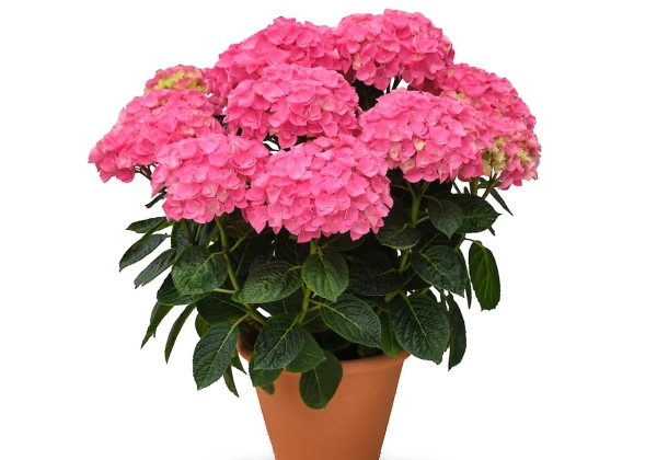 Hydrangea macrophylla Originals Anda (14 cm)
