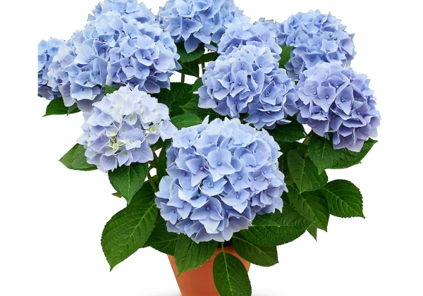 Hydrangea macrophylla Originals Ankong (14 cm)