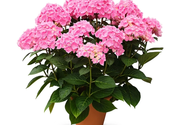Hydrangea macrophylla Originals Ankong (14 cm)