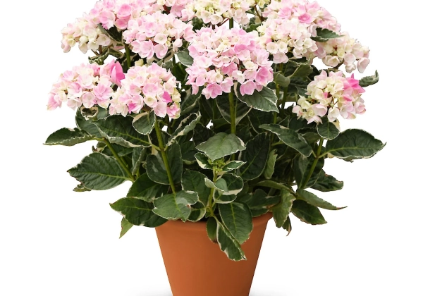 Hydrangea macrophylla Originals Ankong Character (14 cm)