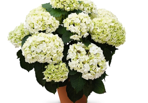 Hydrangea macrophylla Originals Bride (14 cm)