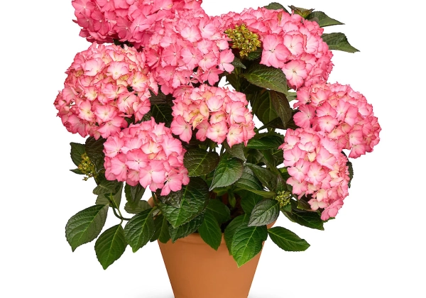 Hydrangea macrophylla Originals Charming Alice (14 cm)