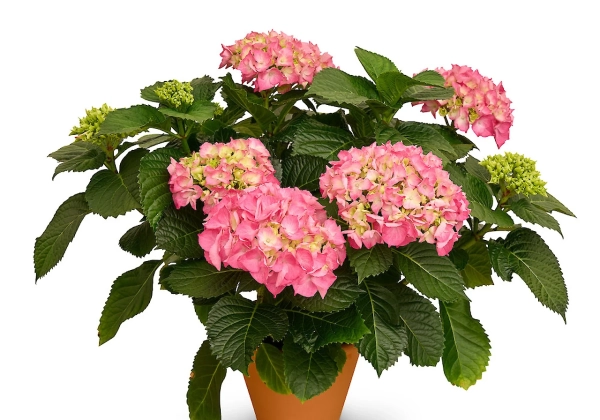 Hydrangea macrophylla Originals My Sisters Garden (14 cm)