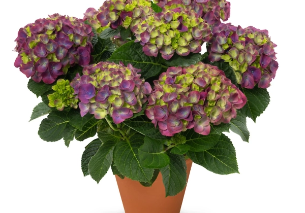 Hydrangea macrophylla Originals Ningbo (14 cm)