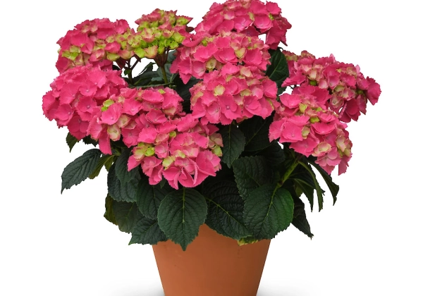 Hydrangea macrophylla Originals Ningbo (14 cm)