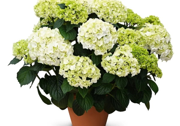 Hydrangea macrophylla Originals Wudu (14 cm)