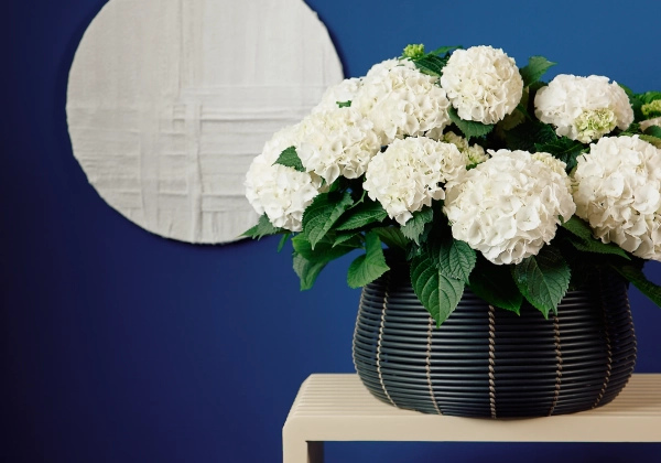 Hydrangea macrophylla Originals Wudu (14 cm)