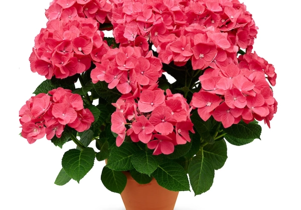 Hydrangea macrophylla Originals Wuhan (14 cm)