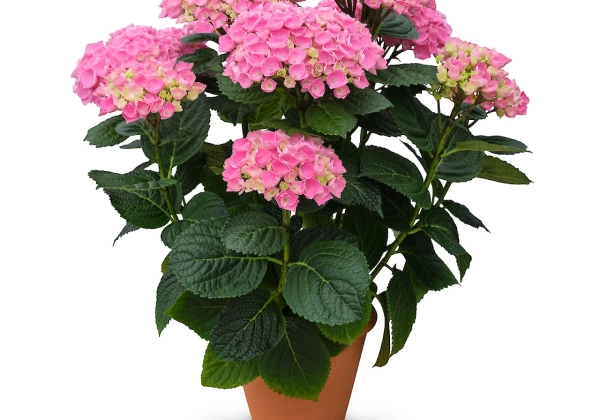 Hydrangea macrophylla Originals Xian (14 cm)