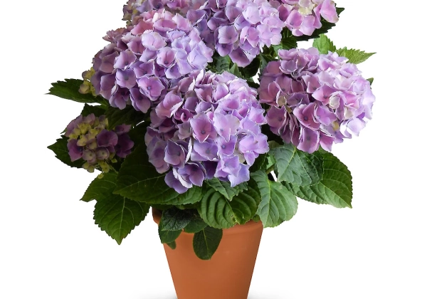 Hydrangea macrophylla Originals Xian (14 cm)
